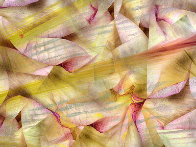 Amaryllis and Rose Petals
