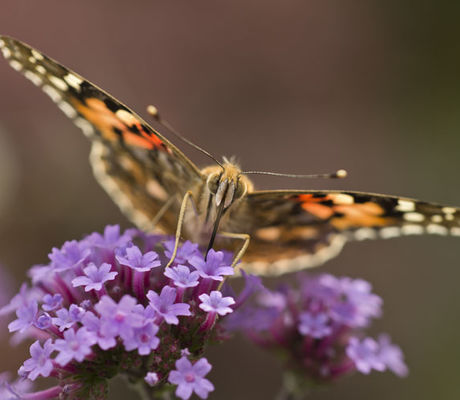 Butterfly_1
