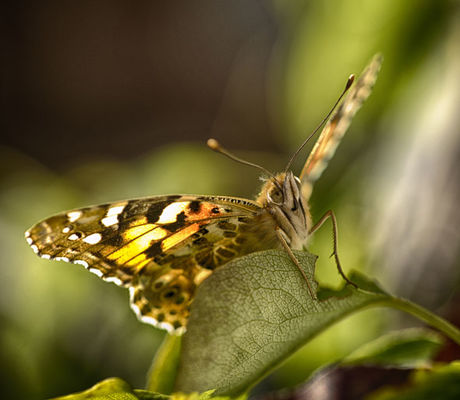 Butterfly 3