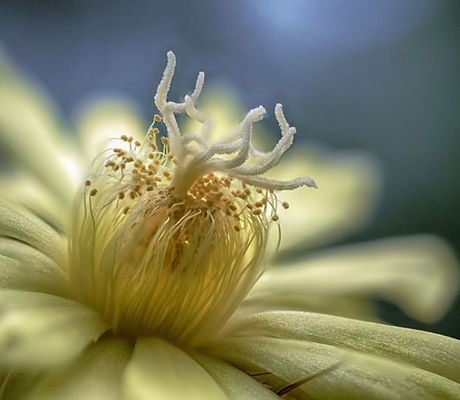 Cactus Flower 2