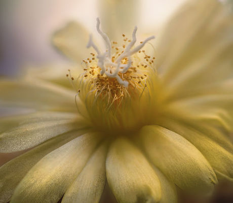 Cactus Flower