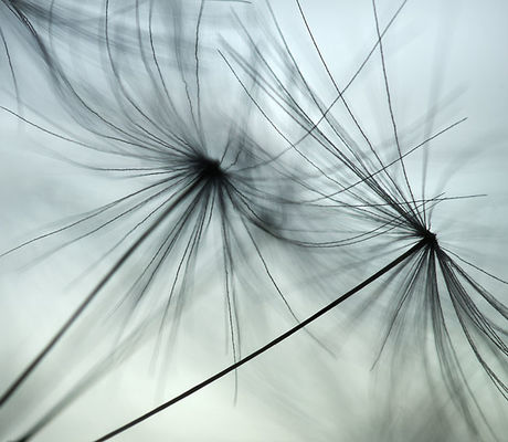 Dandelion Seeds 2