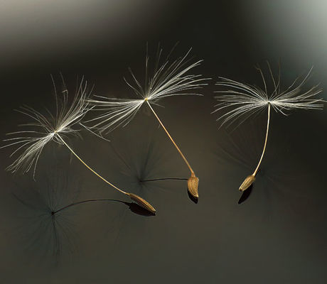 Dandelion Seeds