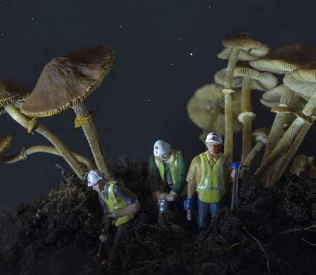 Digging for Mushrooms