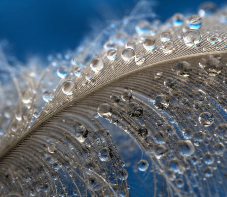 Feather with Water Droplets