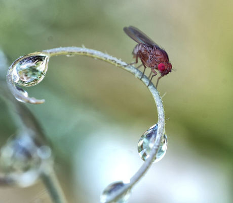 Red Fly with Raindrops