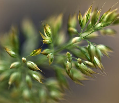 Grass