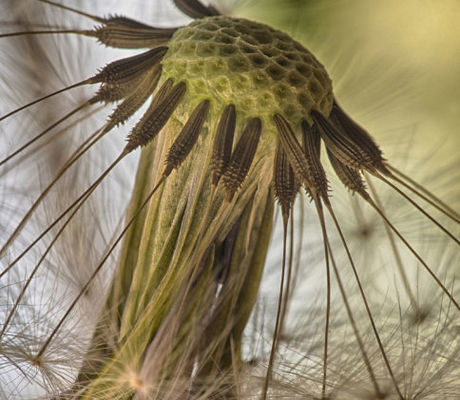 Dandelion 2