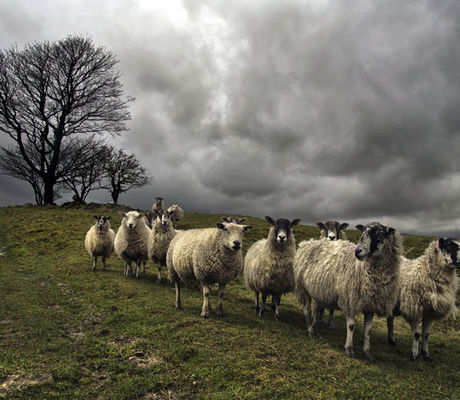 Sheep in a Line
