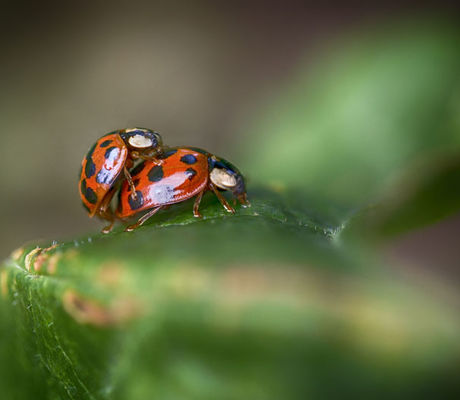 Ladybirds
