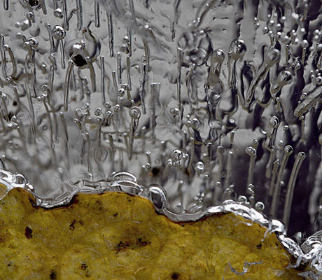 Leaf in Ice