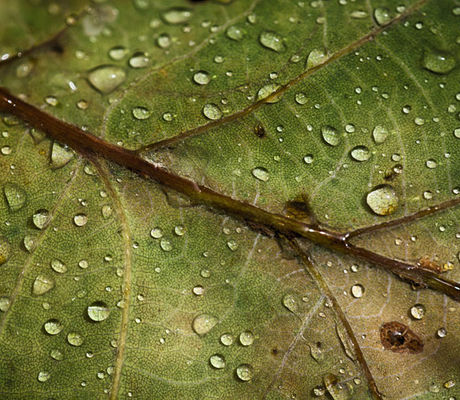 Leaf with Raindrops