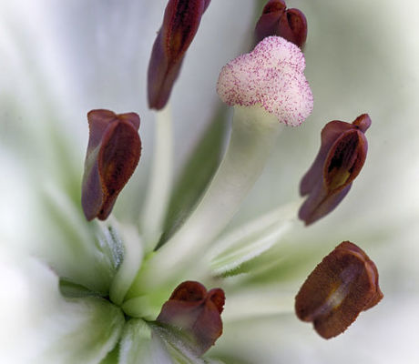 Lily Stamens