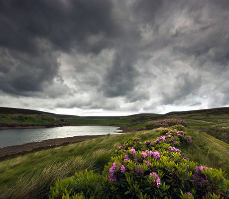 Moorland Rhododendrons