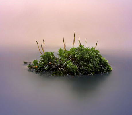 Moss Island