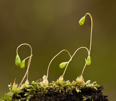 Moss Sporophytes 1