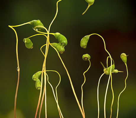 Moss Sporophytes 3