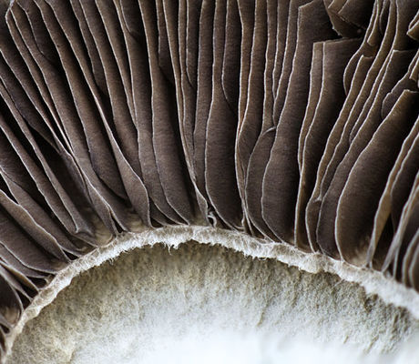 Mushroom
