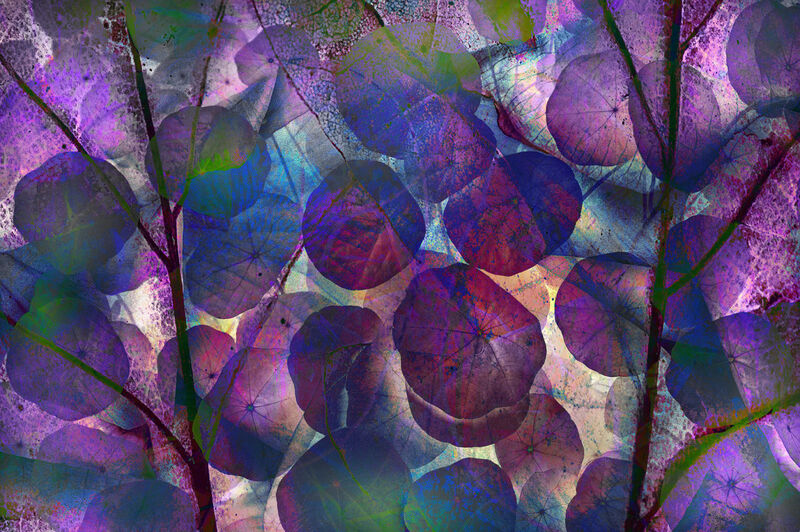Nasturtium Abstract