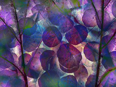 Nasturtium Abstract