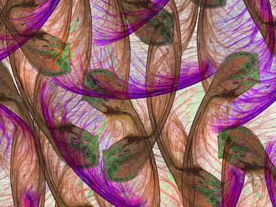 Overlapping Sycamores