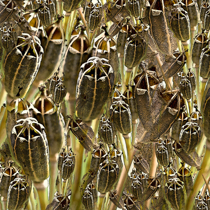 Poppty Seedheads