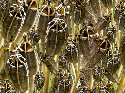 Poppty Seedheads