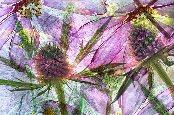 Sea Holly Cosmos