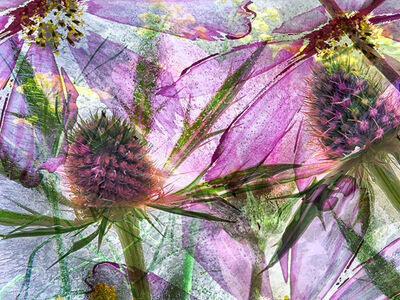 Sea Holly Cosmos