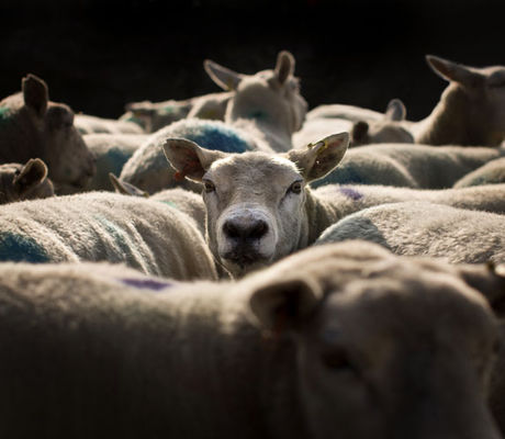 Sheep