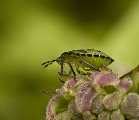 Sheild Bug