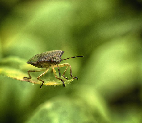 Sheild Bug