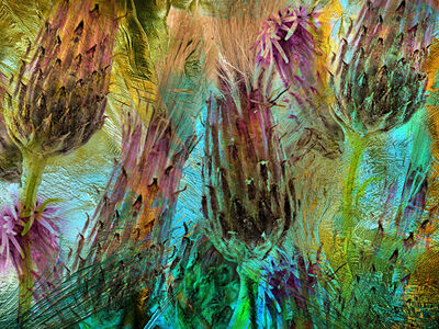 Ice Thistles