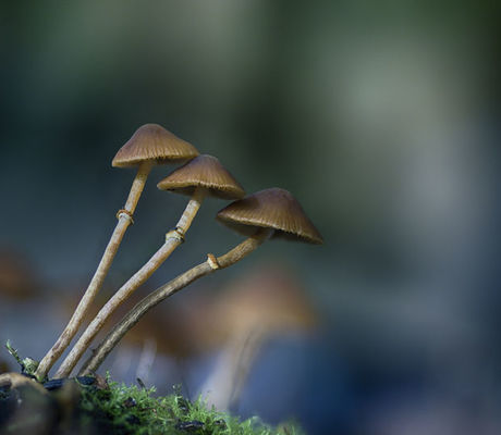 Three Toadstools