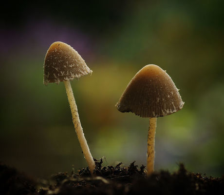 Toadstools