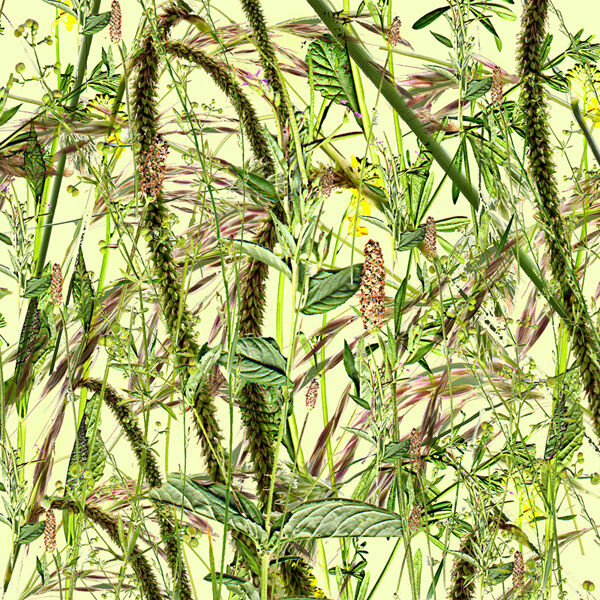 Wild Grasses and Flowers