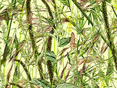 Wild Grasses and Flowers