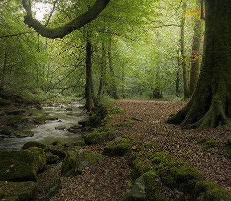Woods Hardcastle Crags
