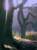 Forest of Dean