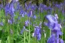 Blubells Impression