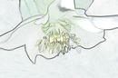 Traced White Hellebore