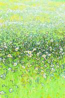 Field of Daisies