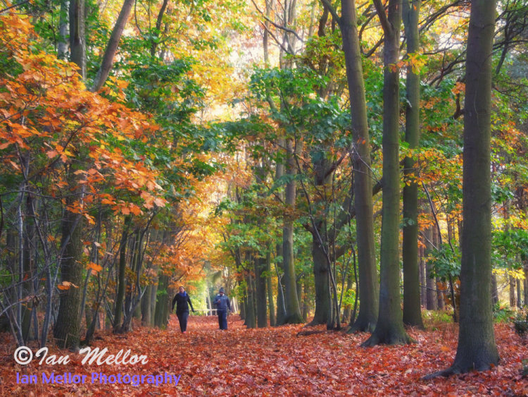 Autumn Leaves