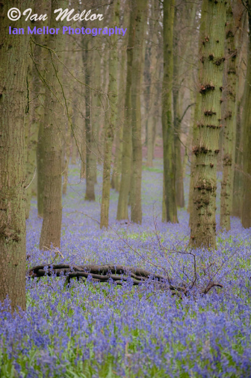 Dockey Wood Bluebells 1