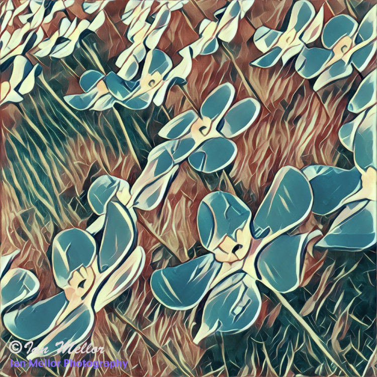 Forget-me-Nots