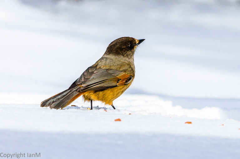 Siberian Jay