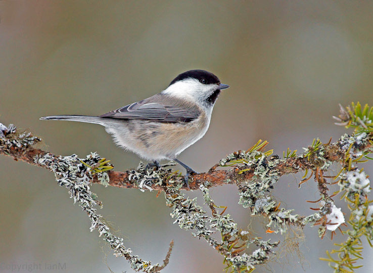 Willow Tit