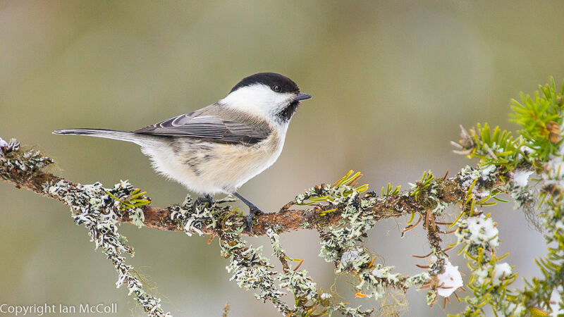 Willow Tit