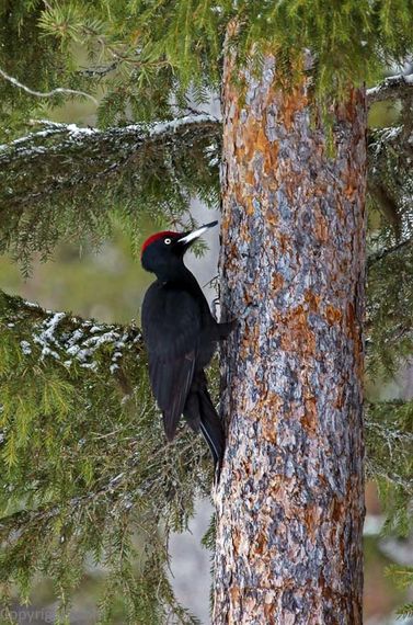Black Woodpecker