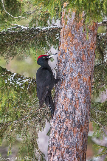 Black Woodpecker